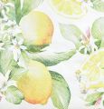 Floristik24 Servetėlės baltos su citrinomis vasaros dekoracija 33x33cm 20vnt