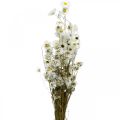 Floristik24 Džiovintos gėlės Acroclinium Baltos gėlės sausos floristikos 60g