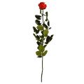 Floristik24 Infinity Rose su konservuotais lapais Amorosa Red L54cm