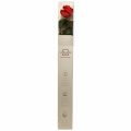 Floristik24 Infinity Rose su konservuotais lapais Amorosa Red L54cm