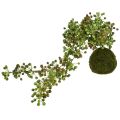 Floristik24 Žaliųjų augalų dirbtinių perlų virvelė samanų rutulyje 38cm